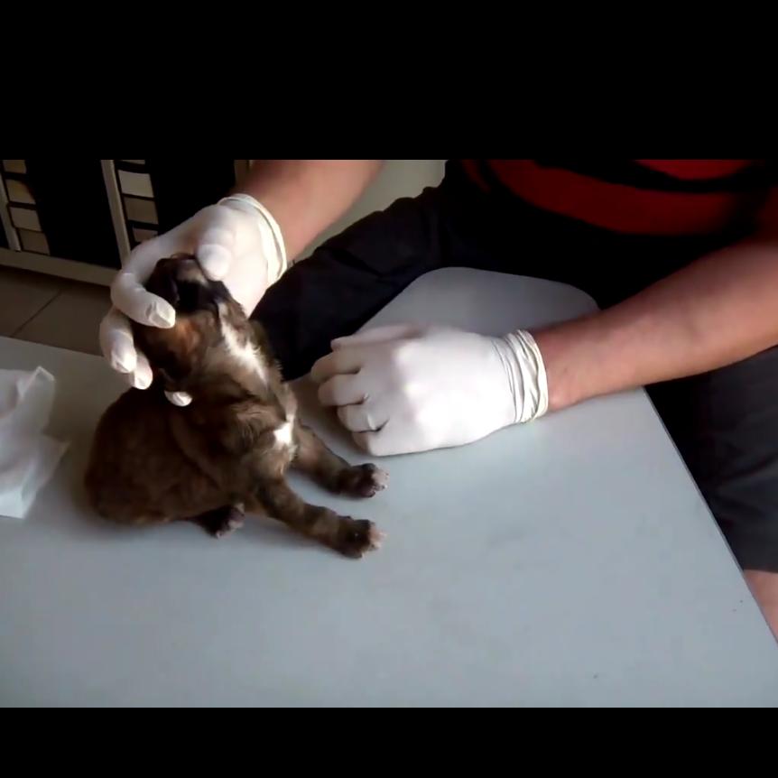 狗狗身上很多小虫子一定要剃毛吗,狗狗身上挤出黑色分泌物