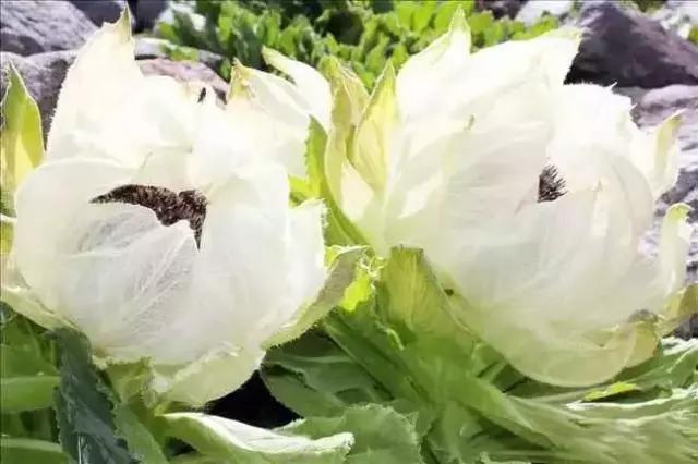 刘虎岐:想种植中草药来赚钱?这些知识点你得先了解!