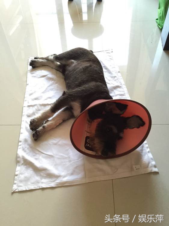 狗狗防感染头罩,一言不合就飙车原版