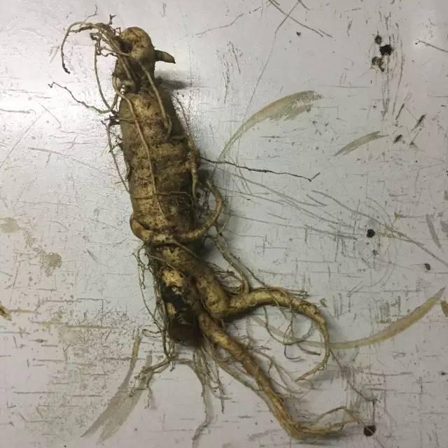 黄小厨养生炖品,黄小厨香菇炖鸡