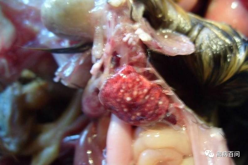 家禽黄曲霉菌的治疗,禽类霉菌预防药有哪些