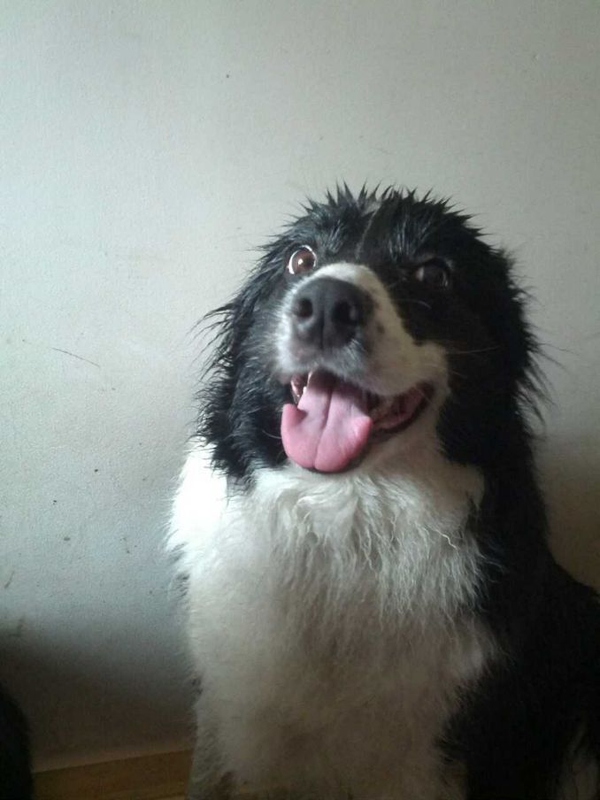 边牧这种狗到底有多聪明,边牧的智商真的有6-8岁那么高吗