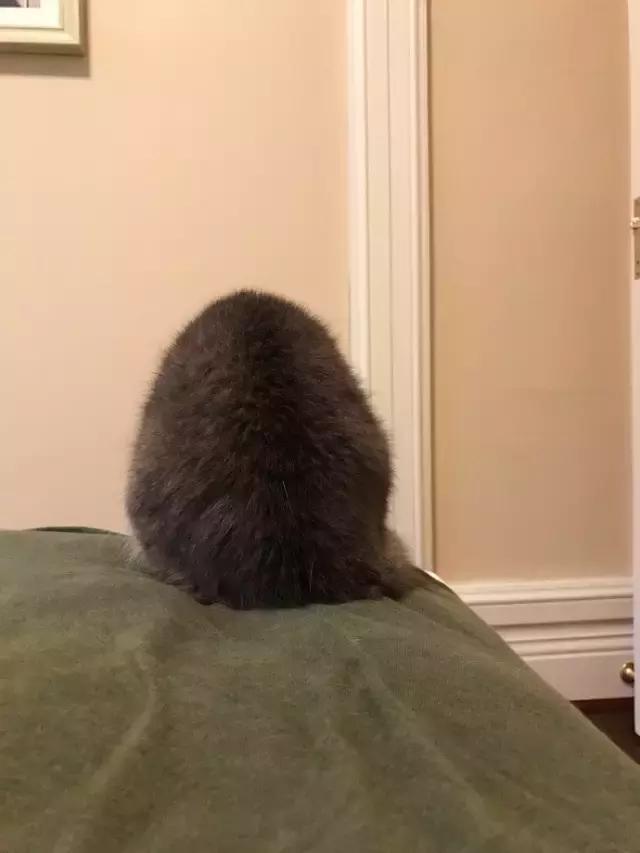 萌宠动物图鉴,萌宠萌图第591期