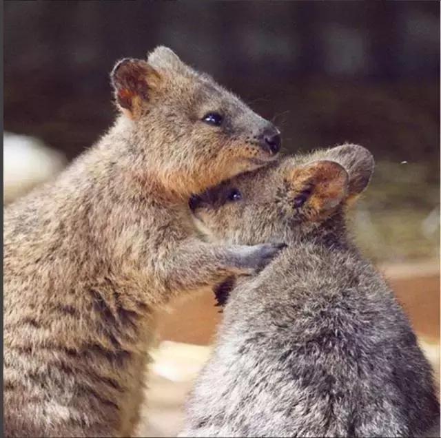 最萌短尾矮袋鼠,澳洲偶遇袋鼠