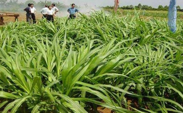 养猪污染如何处罚,养猪散养户污染环境怎么办