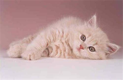 斯可可猫实用交配和护理技巧