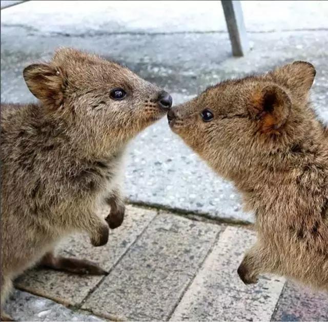 最萌短尾矮袋鼠,澳洲偶遇袋鼠