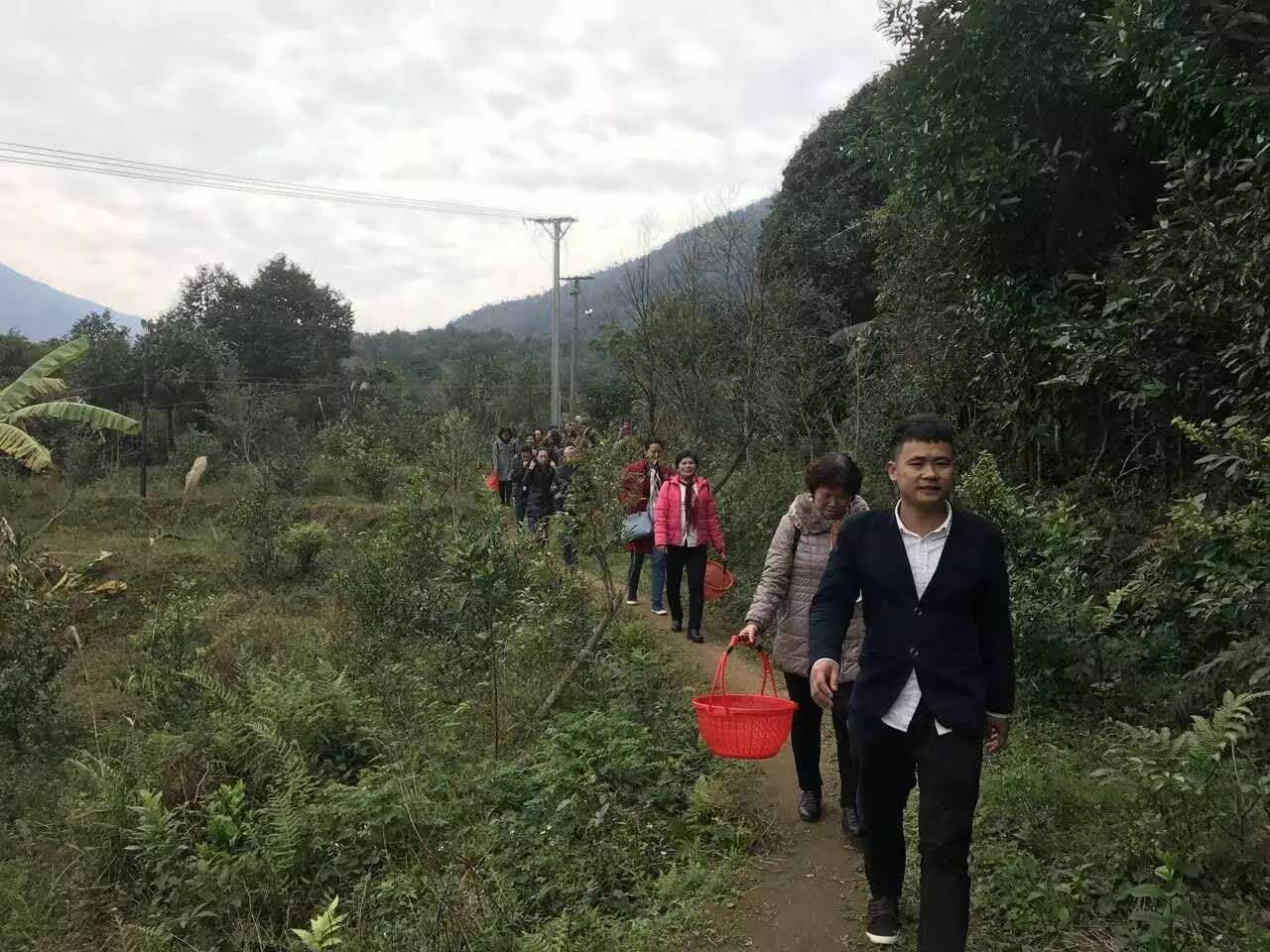 金花茶文化旅游节2019,金花茶节