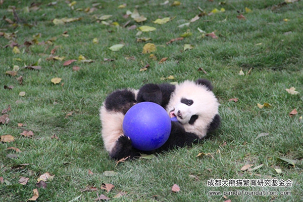 抱大腿暴富后续,抱大腿走上人生巅峰