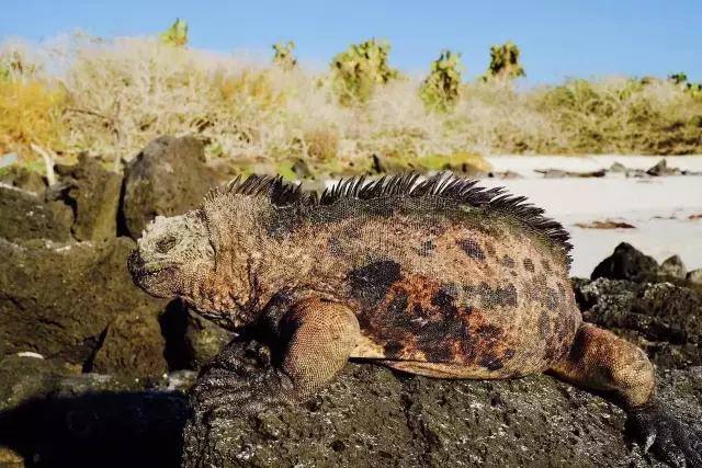 这才是旅行的样子,从亚洲至南美洲,他比我们多了点勇气和决心