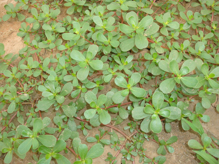 农村神奇蔬菜,农村一种神奇野草