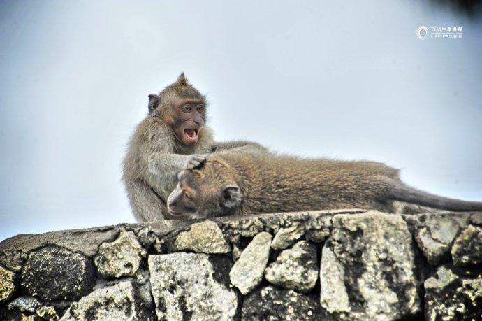 巴厘岛情人崖猴子,巴厘岛最美情人崖
