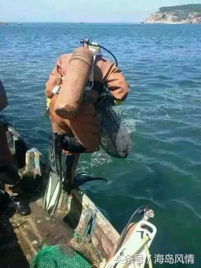 野生海参跟养殖海参有什么区别,野生海参和养殖海参营养区别大吗