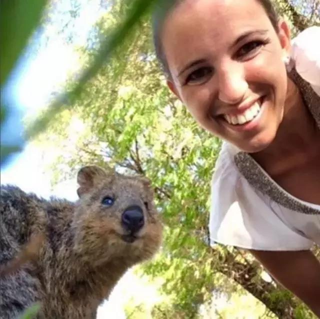 最萌短尾矮袋鼠,澳洲偶遇袋鼠