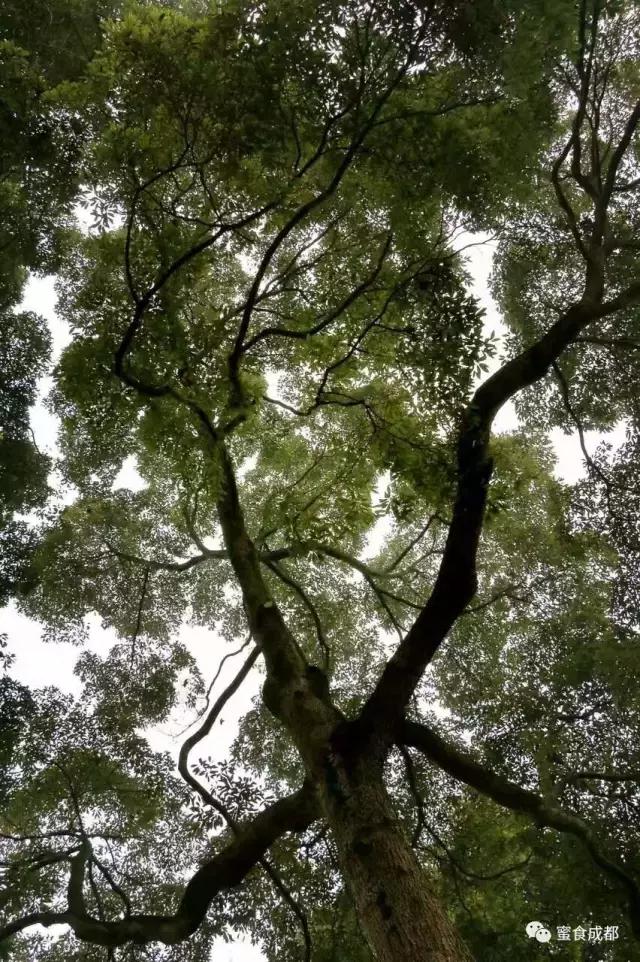 这里的春天最美丽歌词 (这里的春天最美丽)