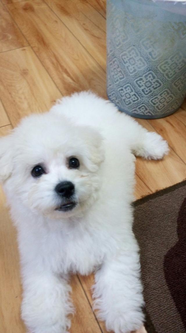 5个月的比熊护食很凶时咬主人,三个月比熊咬小孩怎么办