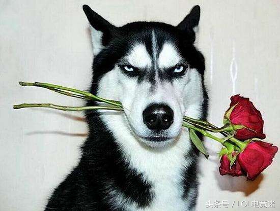 骚男七七正脸,lol7周年骚男