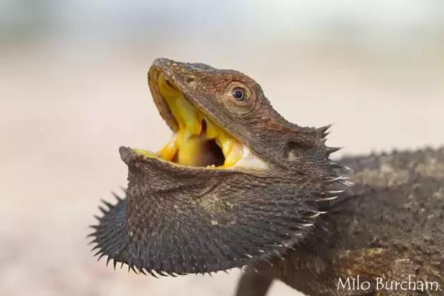 黑色鬃毛的狮子厉害吗,黑色鬃狮蜥