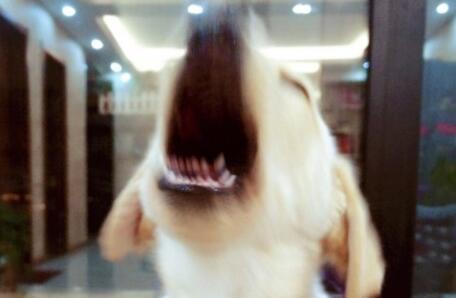 不小心踩到宠物狗怎么办,踩到狗狗怎么判断它没事