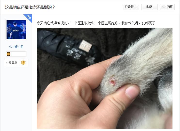 哈士奇身上长脓包,哈士奇豆豆被虫子咬了