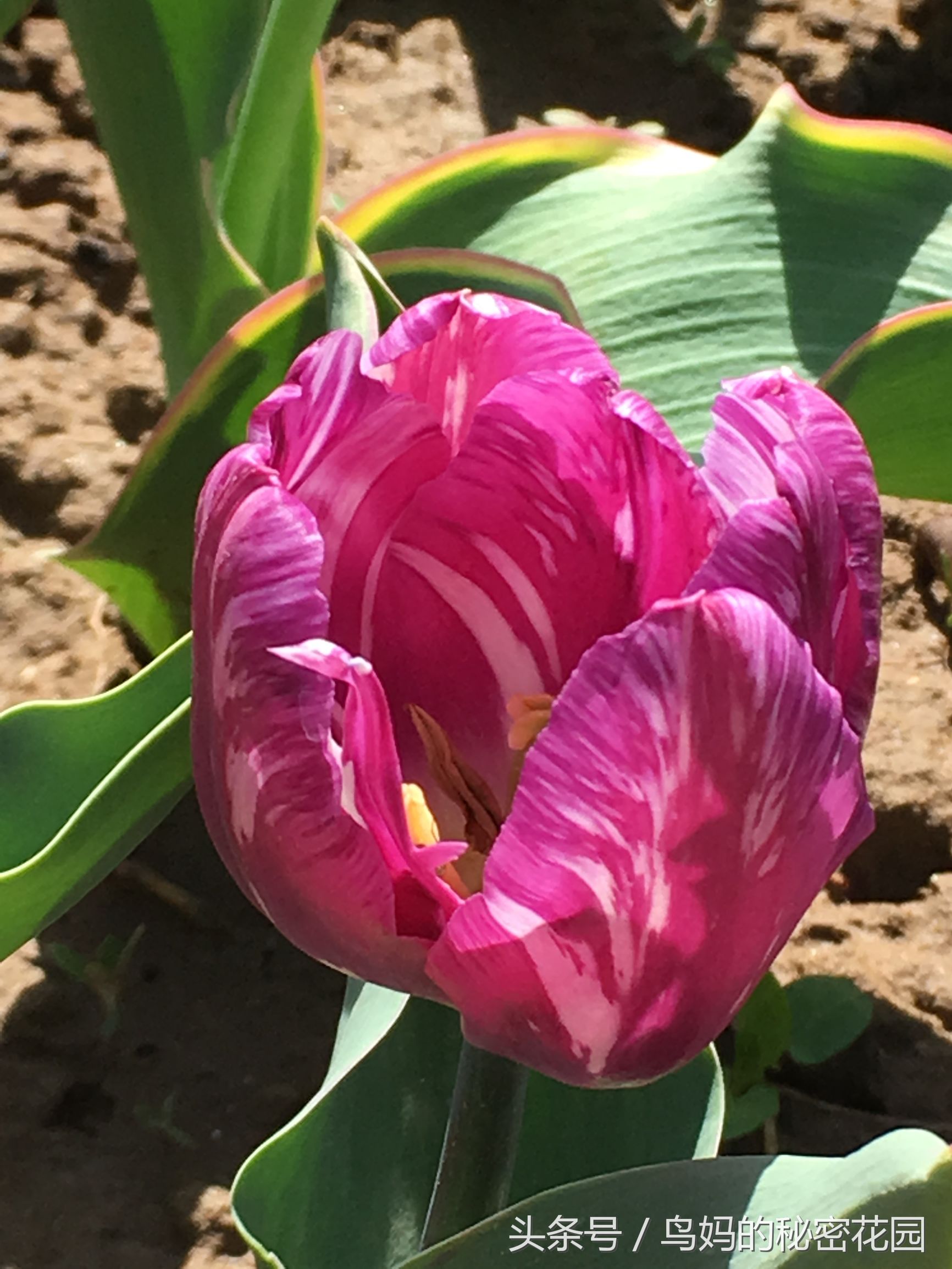 郁金香土培开了花还能复花吗,哪些郁金香花可以复花种植