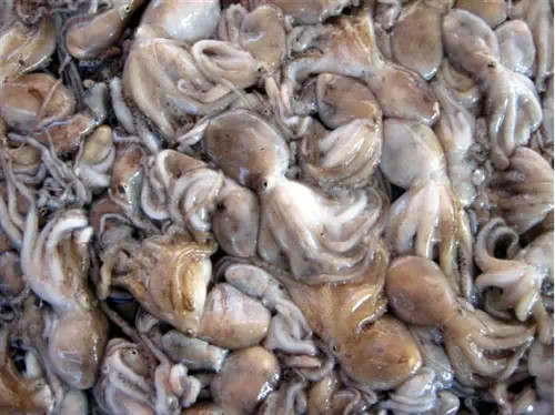 威海的海鲜什么时候是旺季,威海应季海鲜