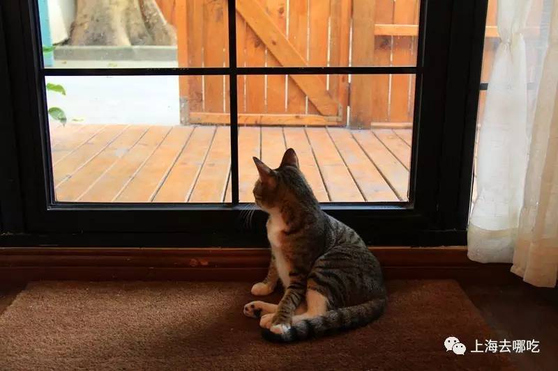 魔都这10家萌宠餐厅酒店，拯救留守在家的喵喵狗狗！咖啡、汉堡、江景……和主子腻在一起！