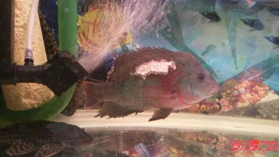 挑罗汉鱼苗,罗汉鱼病症大全