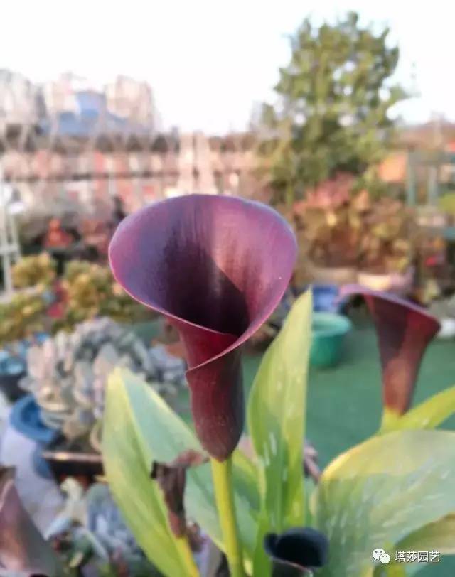 彩色马蹄莲的形态特征和养殖,白色马蹄莲和彩色马蹄莲一样吗