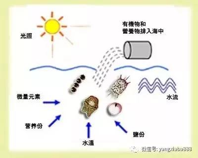 养殖塘的藻类培养技巧牢记这三点,如何提高水产养殖效益