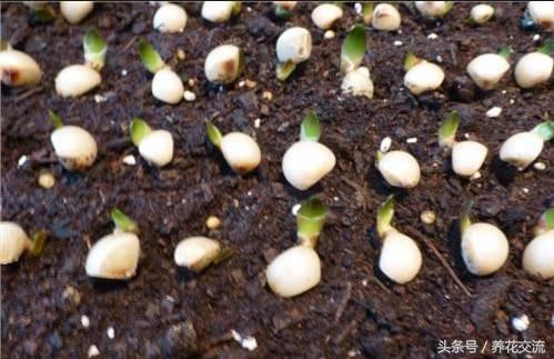 从网上买回来的君子兰种子怎么种,君子兰种子直接种上能活吗