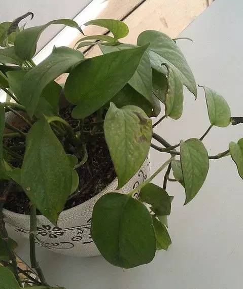 阿司匹林养绿萝黄叶怎么回事,绿萝有黄叶斑怎么处理