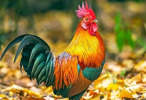 生肖鸡和猴子运势好吗,生肖猴风水财运如何看