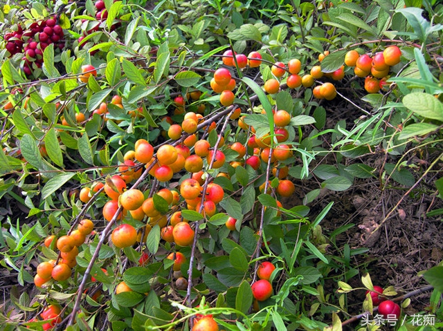 欧李在我国哪些地方最适合种植,野生欧李能移栽吗