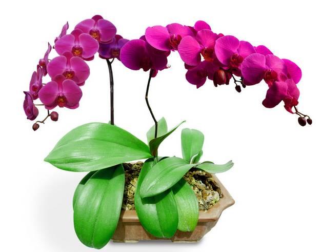 云南兰花名贵品种图片介绍,云南兰花老品种有哪些图片