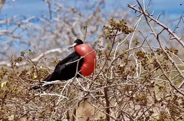 这才是旅行的样子,从亚洲至南美洲,他比我们多了点勇气和决心