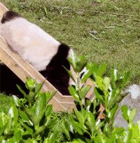 了解熊猫之前觉得它们很可爱,熊猫头被认为粗鲁