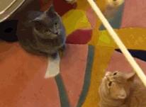 鹿晗有没有谈过恋爱,鹿晗原来有女朋友吗