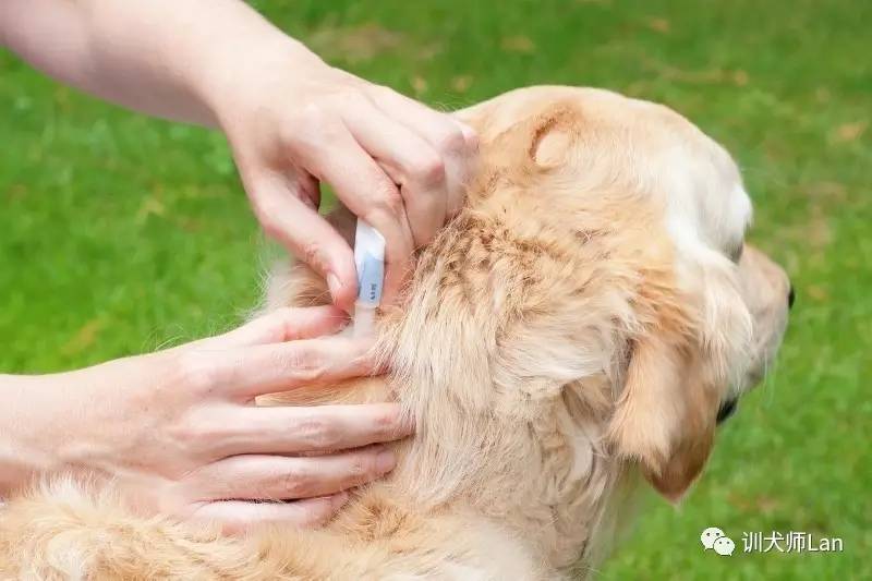 狗狗防治跳蚤，用对方法才是关键