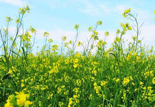 一招止住咳嗽的真实有效方法,一招解决咳嗽的特效药