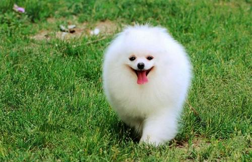 两个月的博美一天大便几次,博美拉屎变得特别臭是什么原因