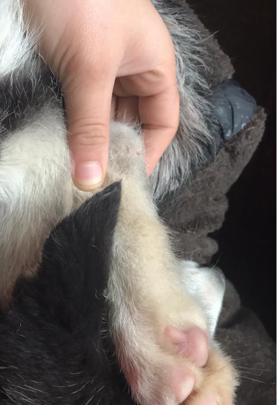 哈士奇身上长脓包,哈士奇豆豆被虫子咬了