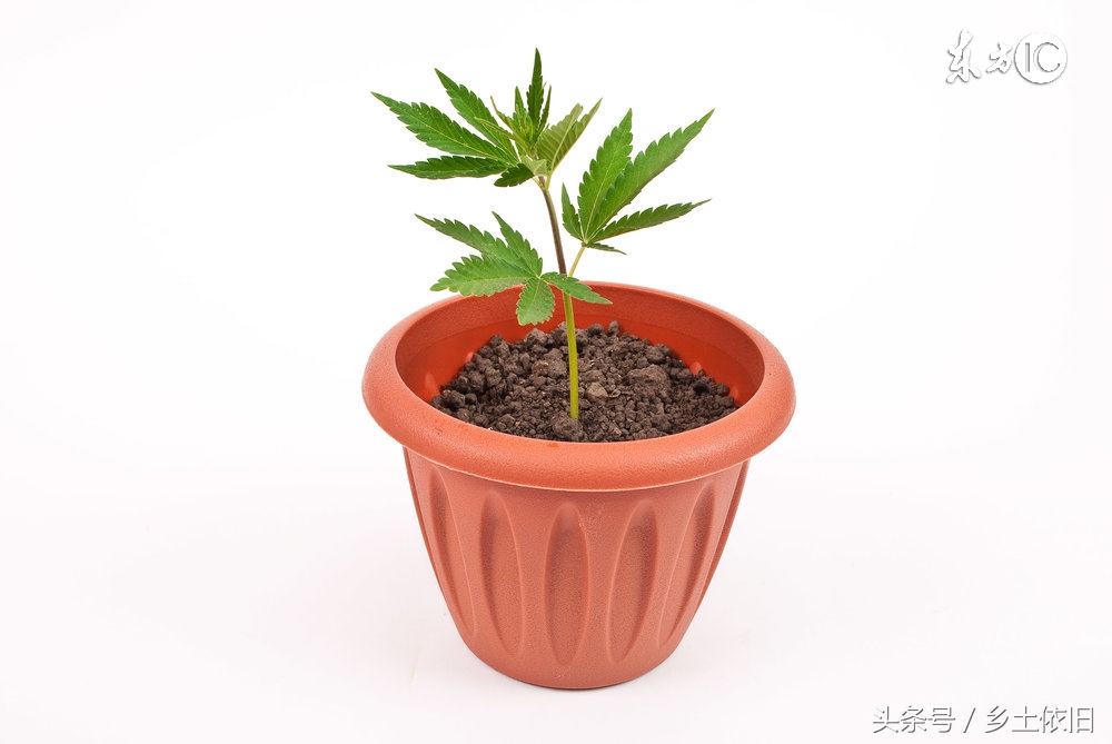 邻居新致富之路靠谱吗,新型致富项目投资成本