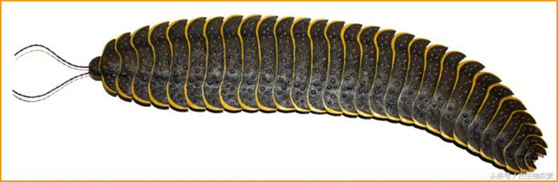 史前蜈蚣大战巨脉蜻蜓,史前蜈蚣体长可达3米