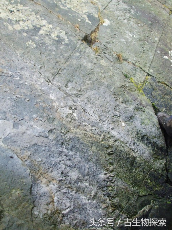 史前蜈蚣的图片加介绍,史前蜈蚣体长可达3米