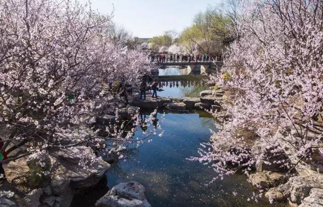 涓夌敓涓変笘鍗侀噷妗冭姳鐧芥祬,涓夌敓涓変笘鍗侀噷妗冭姳灏戣緵