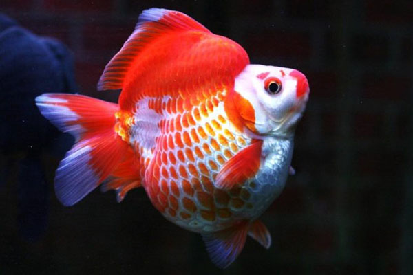 河里的金鱼是什么品种的金鱼,金鱼品种有很多你都知道哪些品种