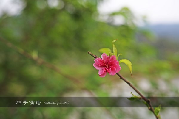 居于涟岸隐于湖,到肇庆体验离尘不离城的精致慢生活