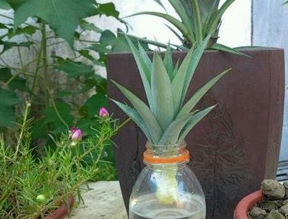 吃完菠萝种菠萝的方法,菠萝吃完的菠萝头还能种吗