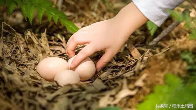 鸡蛋会呈现不同的蛋壳颜色,蛋壳色是什么颜色